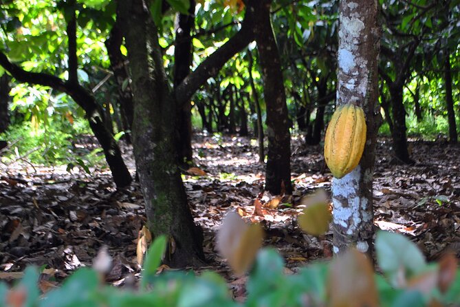 Cacao Plantation and Chocolate Factory Tour- Chocolate Lovers - Chocolate Factory Experience