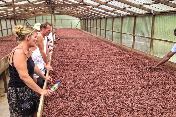 Chocolate Factory Belmont Estate, Annandale Falls & Grand Etang Lake Tour - Itinerary Highlights