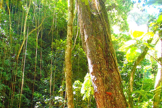 Cloud Forest Wildlife Hike 8:30am (Minimum of 2 People Required ) - Inclusions of the Tour