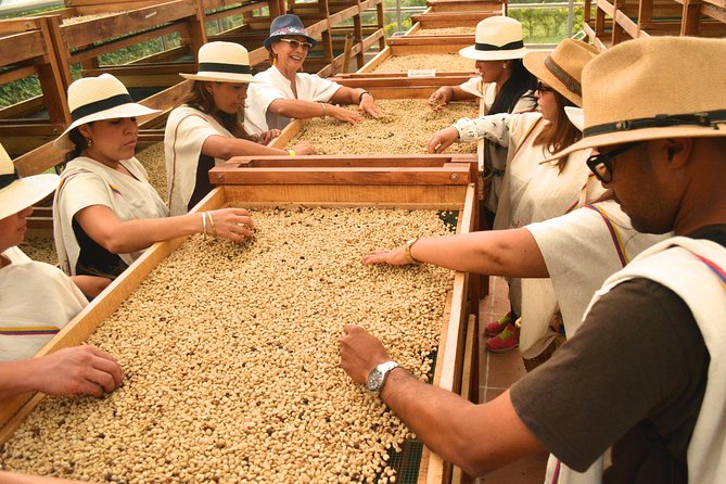 Coffee Tour at the Coffee Farm - Tour Features and Inclusions