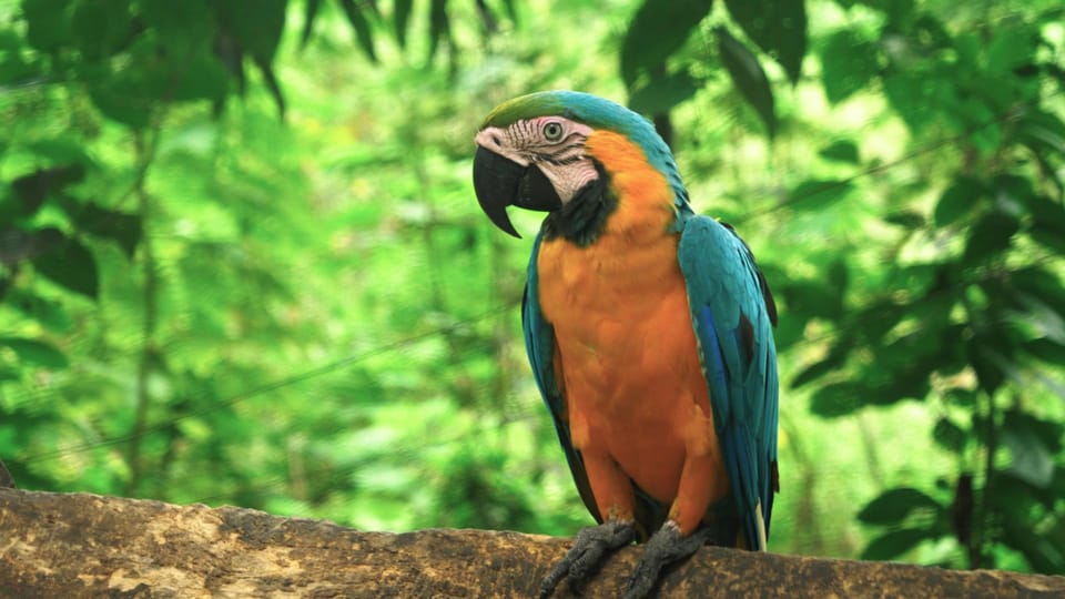 Combo Calderon Amazonas - Experience the Amazon