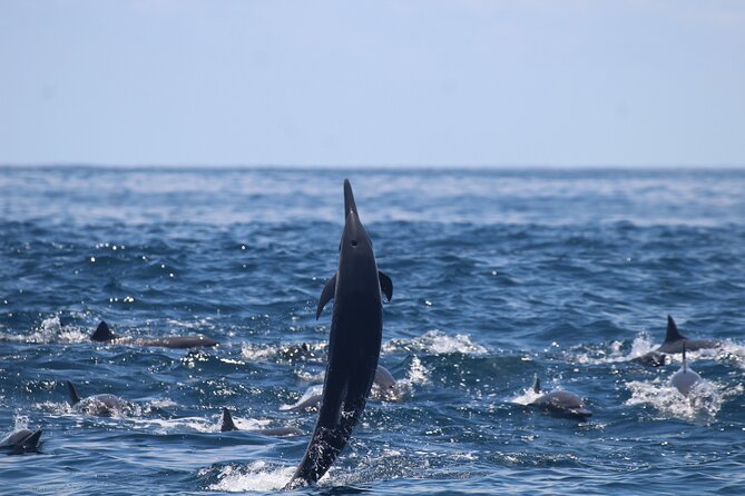 Combo Tour Marino Ballena National Park - Itinerary and Inclusions