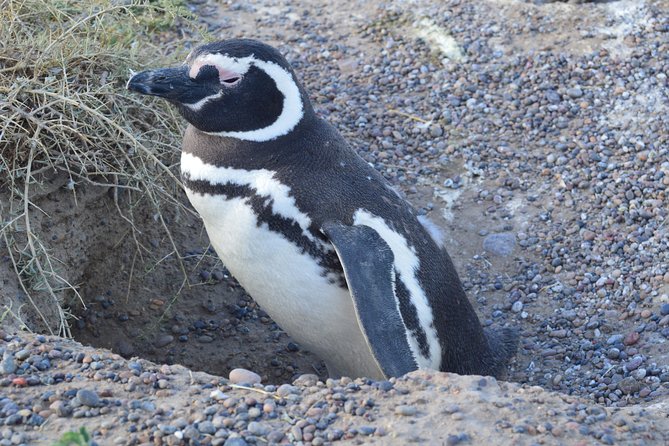 Cruise Shore Excursion Peninsula Valdes - Pto Madryn - Patagonia - Argentina - Wildlife Viewing Opportunities