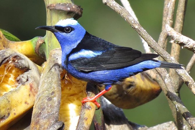 Curi Cancha Birding Tour With Esteban Daily Guided Tours - Guide Expertise