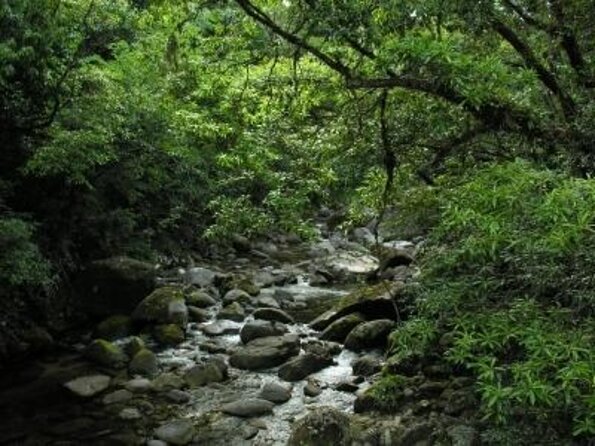 Daintree Rainforest, Mossman Gorge Small-Group From Port Douglas - Pickup Locations and Accessibility