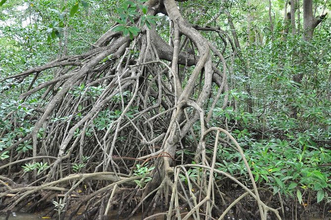 Damas Island Mangrove Boat Tour From Manuel Antonio - Accessibility Information