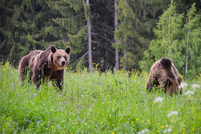 Day Trip & Bear Watching in the Land of Volcanoes - Tour Inclusions and Features