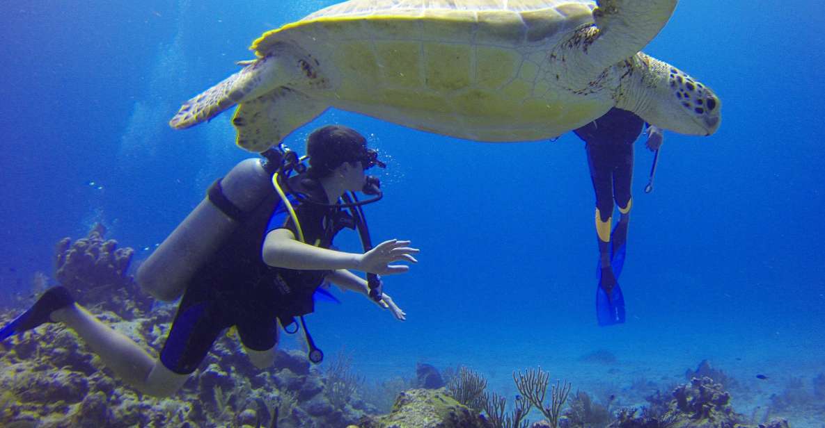 Deep Dive Discovery - Scuba Diving in Paracas - Highlights of Paracas Diving