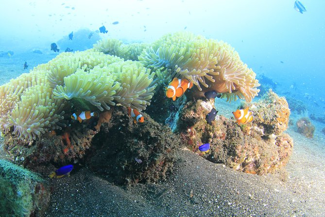 Discover Scuba Diving Tulamben Bali For Non-Certified Divers - Pickup and Location