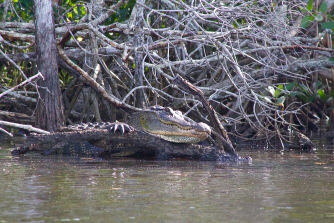 Dolphin and Manatee Boat Tour in 10,000 Islands NWR - Wildlife Spotting