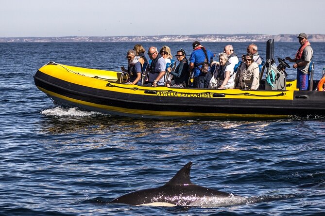 Dolphin Discovery - Pricing and Booking Options