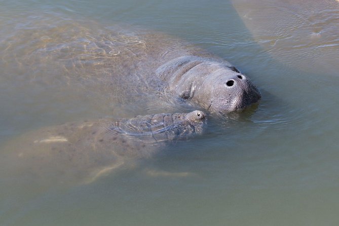 Dolphin & Manatee Kayaking Tour in Orlando Area - Wildlife Encounters