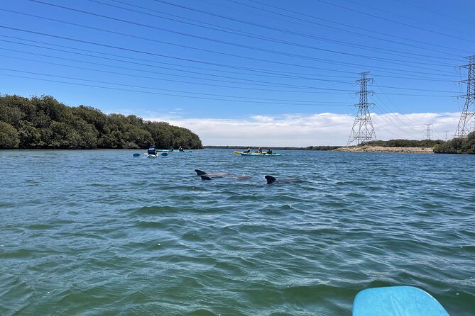 Dolphin Sanctuary Kayak Tour Adelaide - Wildlife Encounter