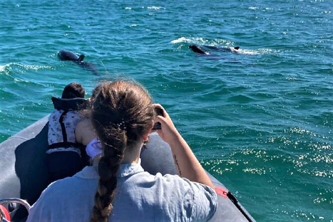Dolphin Watching in Setúbal - Activity Highlights