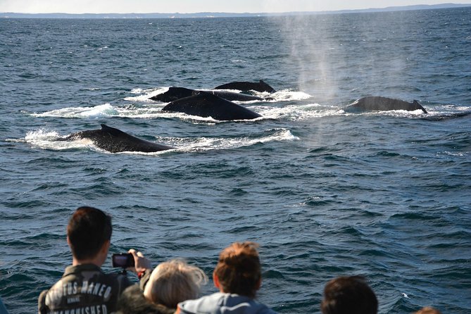 Educational Whale Watching Tour From Augusta or Perth - Inclusions and Benefits