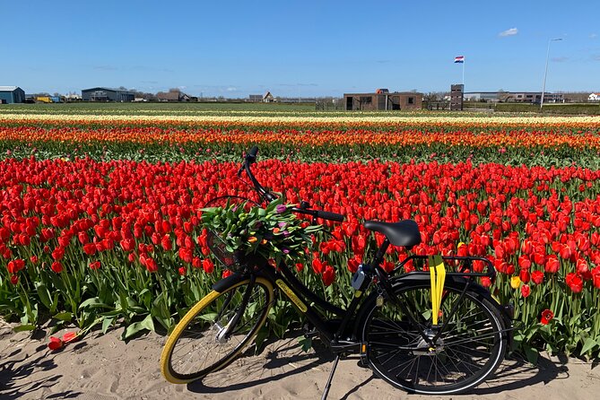 Enjoy the Tulip Fields by Bicycle With a Local Guide! Tulip Bike Tour! - Whats Included in the Tour