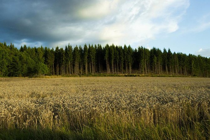 Evening Wildlife Safari From Stockholm - Meeting and Drop-off Details