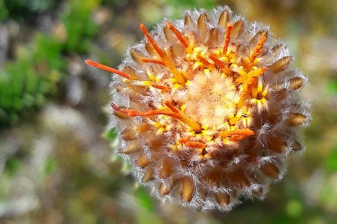 Excursion to the National Park El Cajas - Itinerary Details