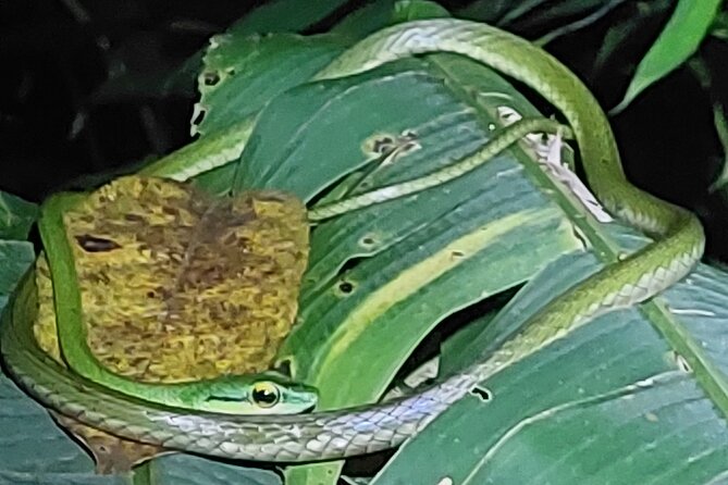 Explore the Dark Side of Nature: Manzanillo Refuge Night Walk - Wildlife Encountered