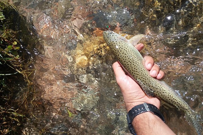 Fly Fishing on Private Andean River Including Barbecue Lunch - Sample Menu Highlights