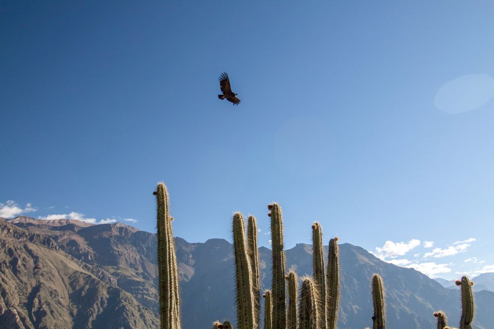 From Arequipa: Colca Canyon Two-Day Tour - Day 1 Highlights