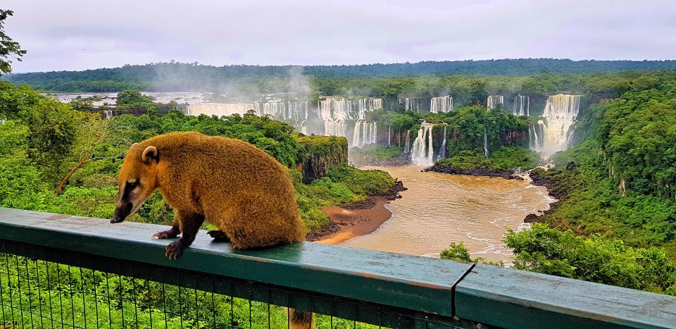 From Foz Do Iguaçu: Brazilian Side of the Falls With Ticket - Highlights of Iguazu Falls