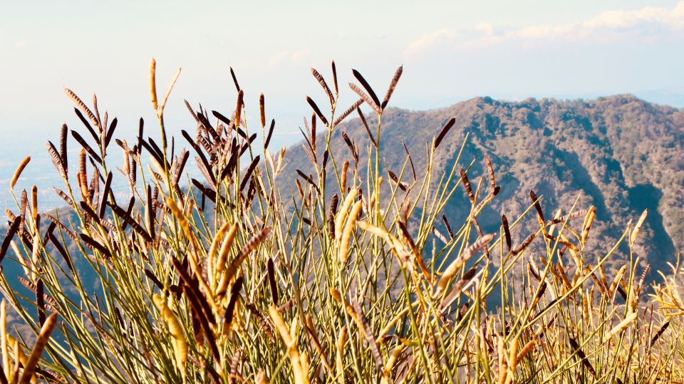 From Naples: Pompeii and Vesuvius Guided Day Trip With Lunch - Itinerary Highlights