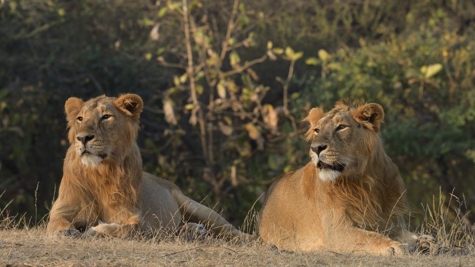 From Rajkot: Gir Somnath Weekend Tour - Detailed Itinerary