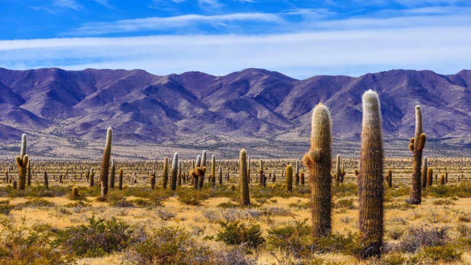 From Salta: Cachi and Los Cardones National Park Tour - Itinerary Highlights