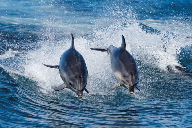 Full-Day Bruny Island Cruises Day Tour From Hobart - Itinerary Highlights