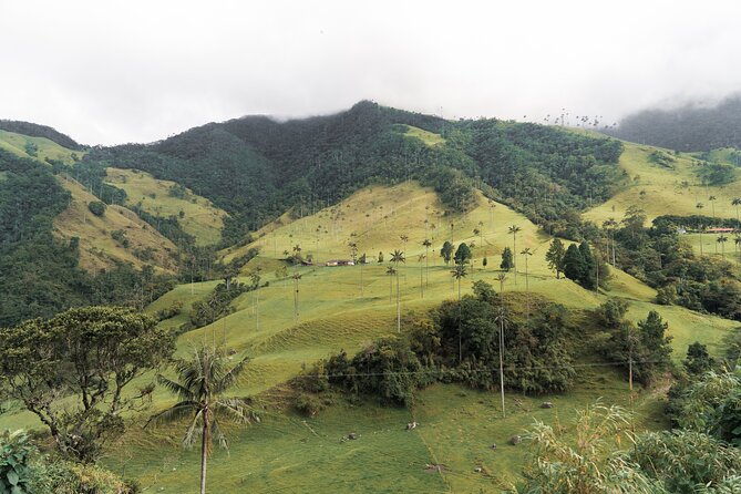 Full Day Climbing the Cocora Valley With Lunch - Meeting and Pickup Details