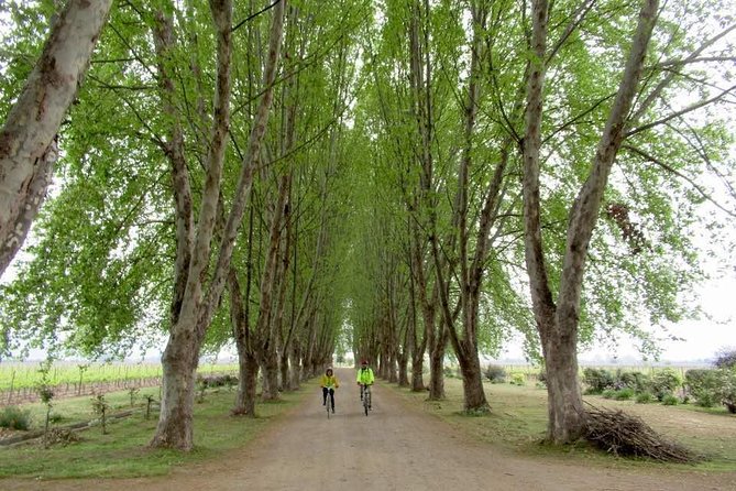 Full-Day Private Maipo Valley Bike Tour and Wine Tasting From Santiago - Experience Highlights