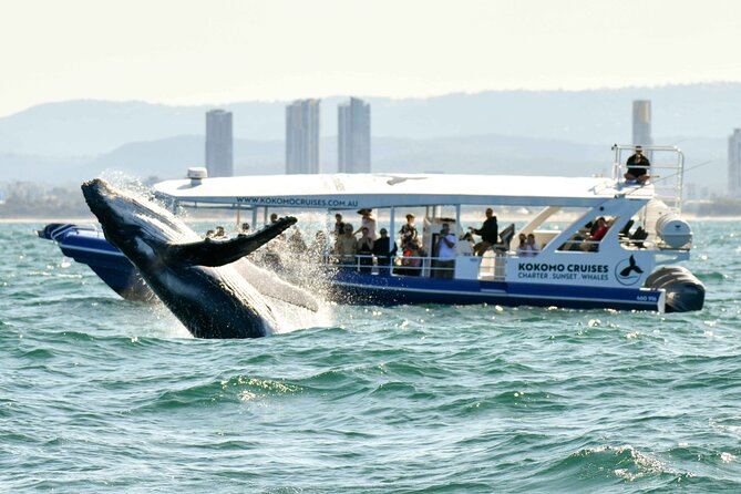 Gold Coast Whale Watching Cruise - Pricing Details