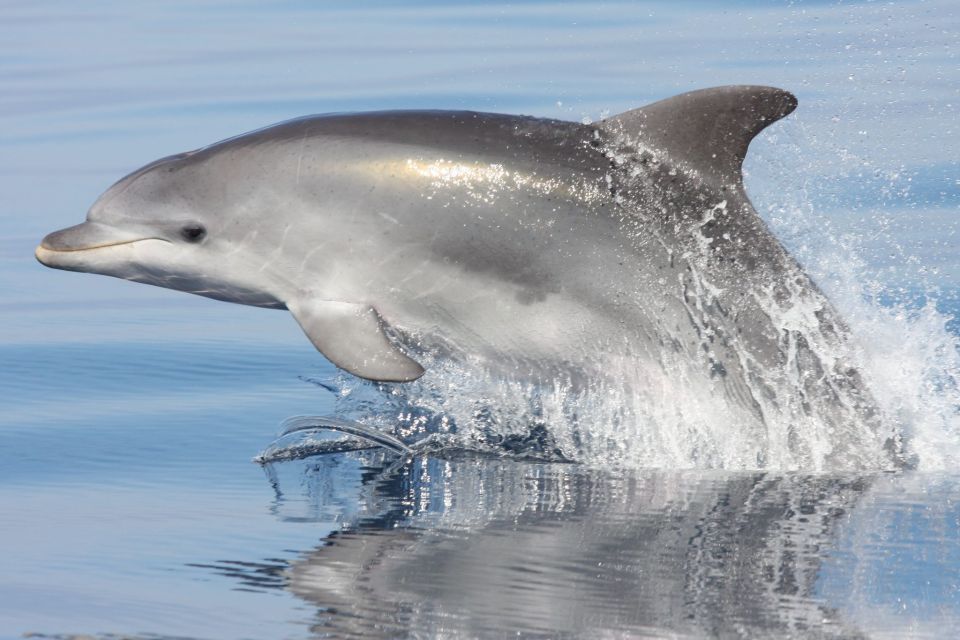 Golfo Aranci: Eco-Friendly Dolphin Watching Boat Trip - Highlights of the Experience