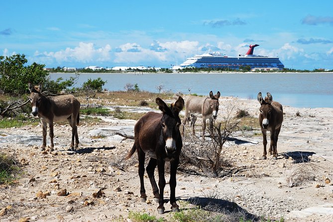 Grand Turk Historical Sightseeing Tour by Tram - Inclusions and Logistics