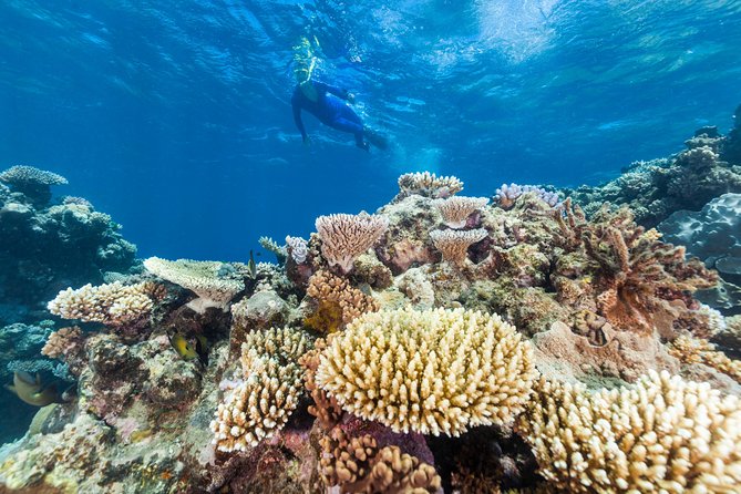 Great Barrier Reef Snorkeling and Diving Cruise From Cairns - Inclusions and Amenities