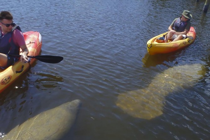 Guided Kayak Eco Tour - Bunche Beach - Unique Wildlife Encounters