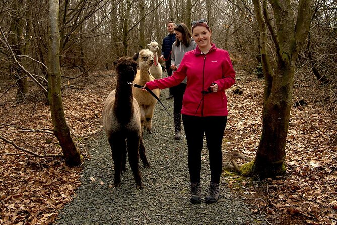 Guided Scenic Alpaca Trekking Experience Northern Ireland - Meeting Point and Directions