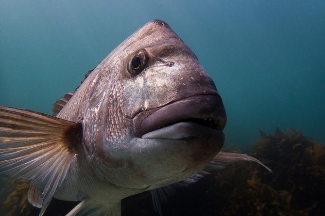 Guided Snorkel Experience, Advanced - Whats Included in the Tour