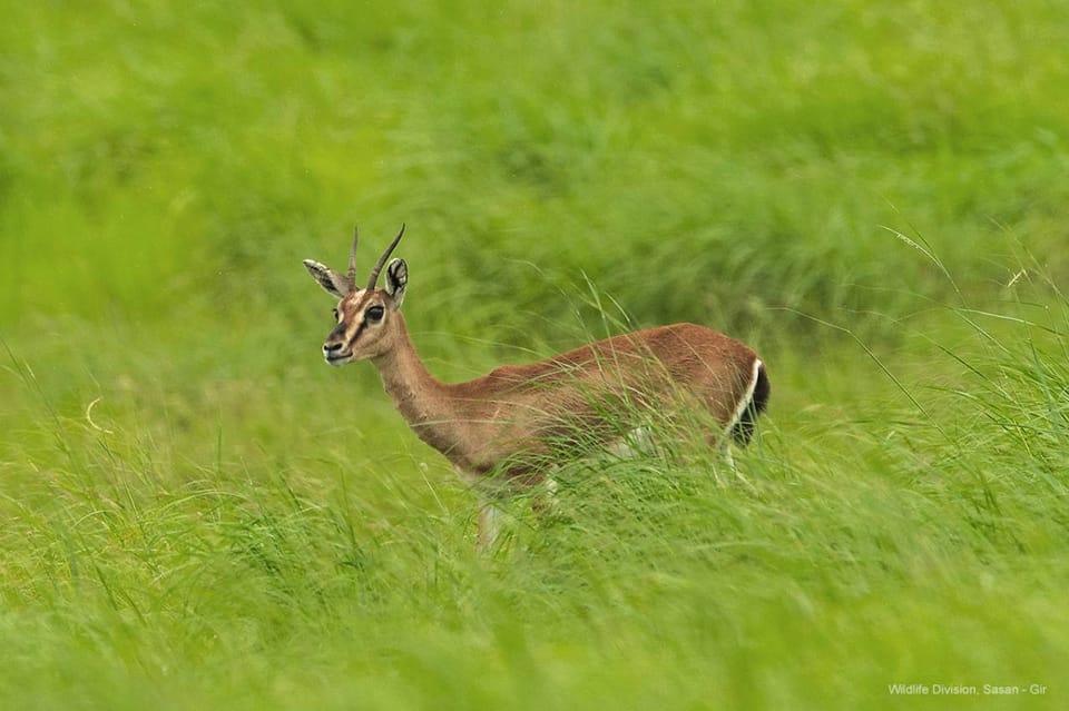 Gujarat: Gir National Park Forest Lion Safari in Open Jeep - Unique Wildlife and Biodiversity