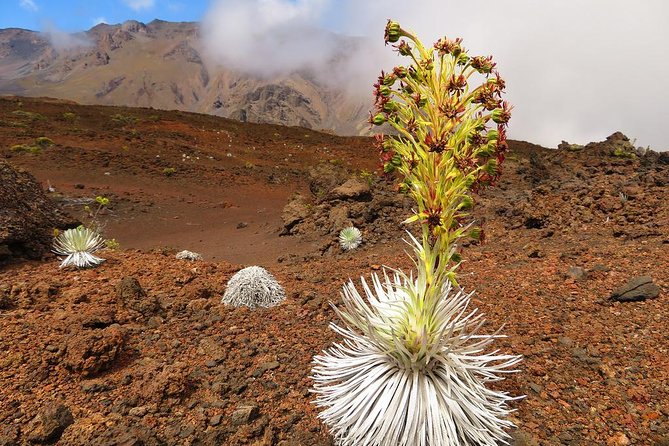 Haleakala Sunrise Best Guided Bike Tour With Bike Maui - Included Tour Features