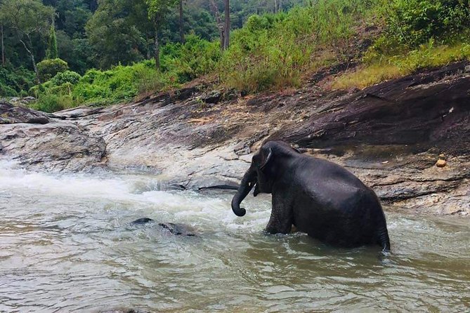 Half Day Elephants in Nature Experience (Morning) - Itinerary Overview