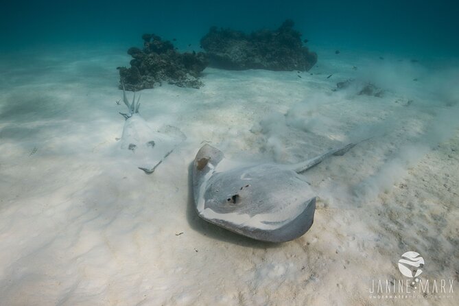 Half Day Snorkel 2.5hr Turtle Tour on the Ningaloo Reef, Exmouth - Experience Highlights