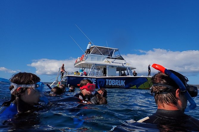 Hervey Bay Whale Swim and Watch - Experience and Activities