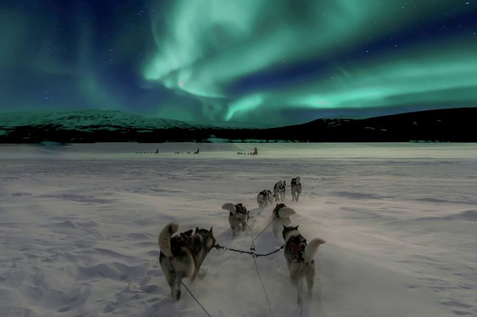 Hunting Northern Lights With Husky - Trip Logistics and Inclusions