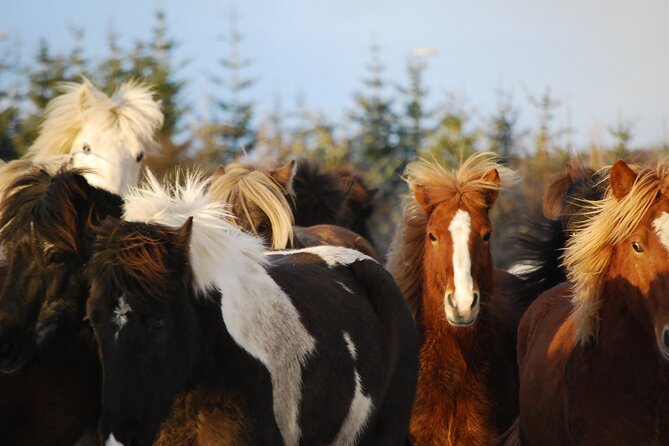 Icelandic Horse Riding and Whale Watching Tour From Reykjavik - Whale Watching Adventure