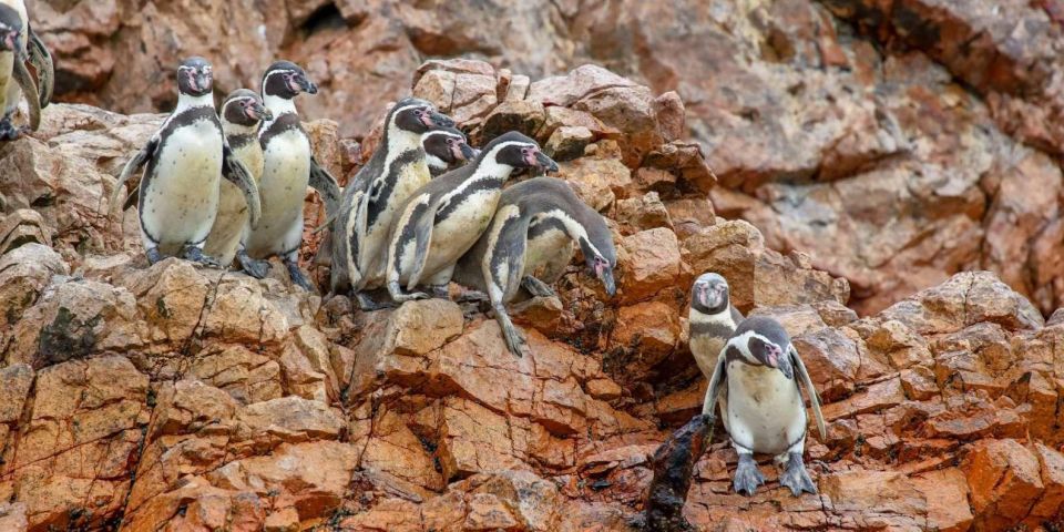 Islas Ballestas Boat Tour - The Galapagos of Peru - Pricing and Reservations