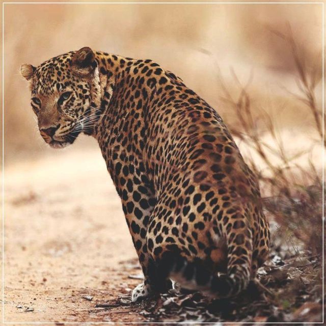 Jaipur: Jhalana Leopard Safari Private Tour - Safari Experience Details