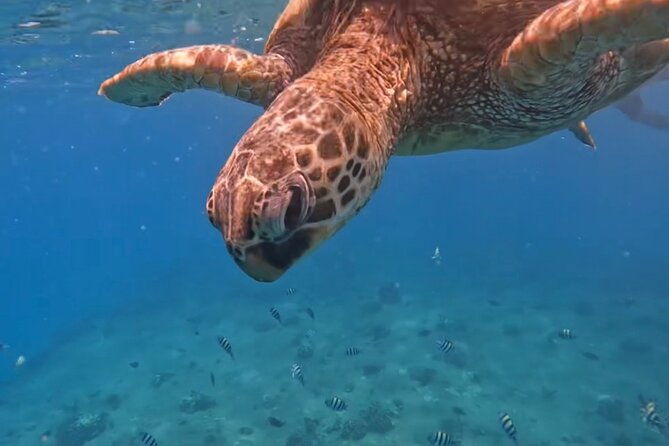 Jet Snorkeling in Turtle, Dolphin and Monk Seal Bay - Location and Accessibility