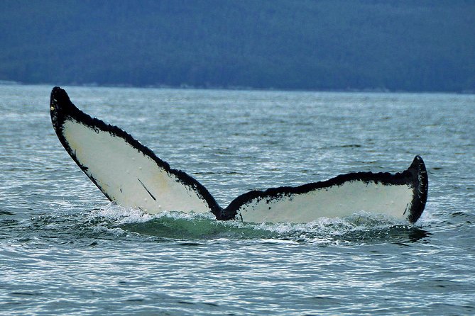 Juneaus Premier Whale Watching - Inclusions and Accessibility Features